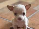 Dişi Erkek Chihuahua Yavrularımız