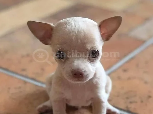 Dişi Erkek Chihuahua Yavrularımız görsel