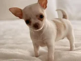 Dişi Erkek Chihuahua Yavrularımız