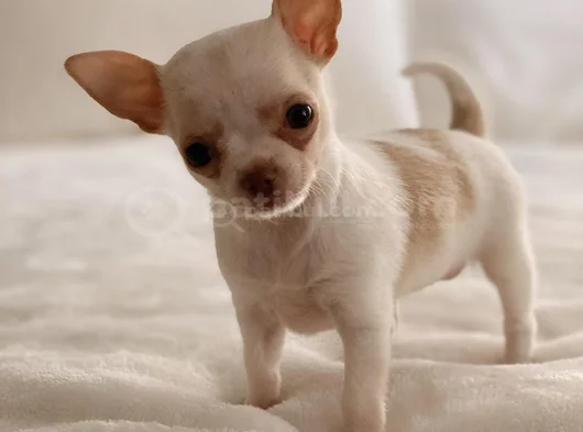 Dişi Erkek Chihuahua Yavrularımız görsel