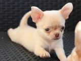 Dişi erkek chihuahua yavrularımız