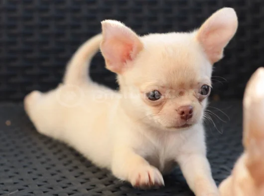 Dişi erkek chihuahua yavrularımız