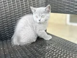 British Shorthair Yavru