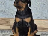 King Doberman Yavrularım