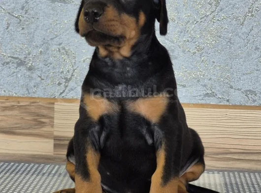 King Doberman Yavrularım görsel
