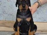 King Doberman Yavrularım