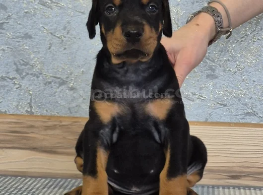 King Doberman Yavrularım görsel