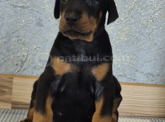 King Doberman Yavrularım görsel