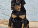 King Doberman Yavrularım