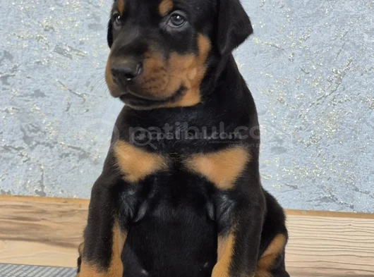 King Doberman Yavrularım görsel