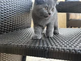 British Shorthair Yavru