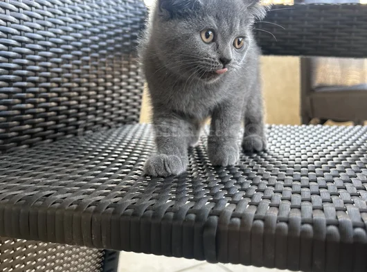 British Shorthair Yavru görsel