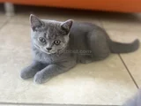 British Shorthair Yavru