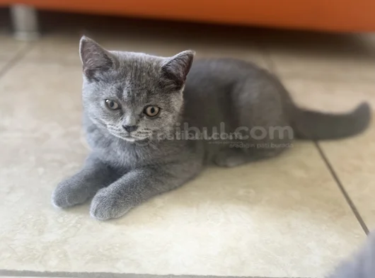 British Shorthair Yavru görsel