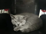 British Shorthair Yavru