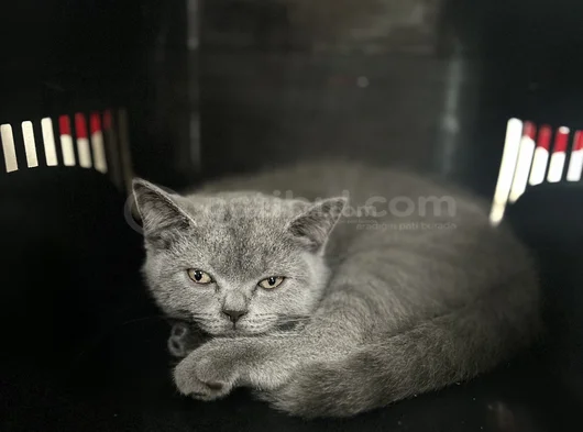 British Shorthair Yavru görsel