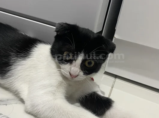 Acil Ücretsiz Sahip Aranıyor görsel