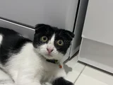 Acil Ücretsiz Sahip Aranıyor