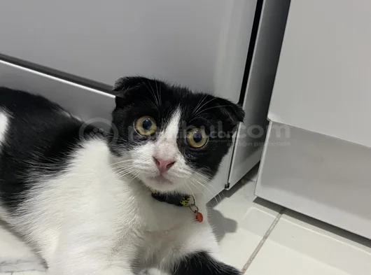 Acil Ücretsiz Sahip Aranıyor görsel