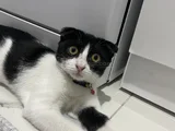 Acil Ücretsiz Sahip Aranıyor