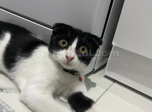 Acil Ücretsiz Sahip Aranıyor görsel