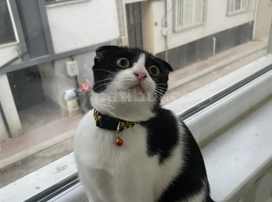 Acil Ücretsiz Sahip Aranıyor görsel