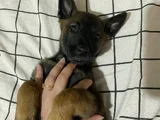 Safkan Belçika malinois yavrular