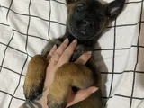 Safkan Belçika Malinois Yavrular