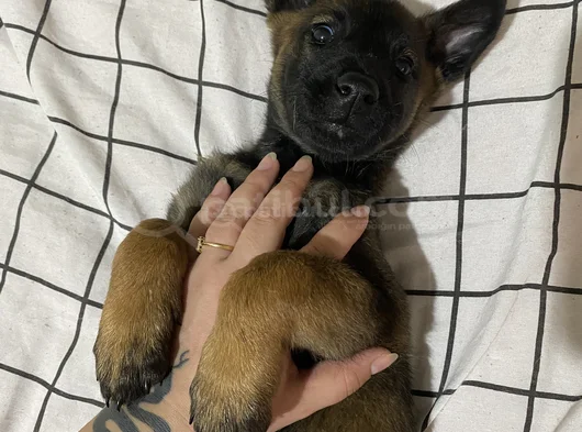 Safkan Belçika Malinois Yavrular görsel