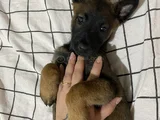 Safkan Belçika Malinois Yavrular