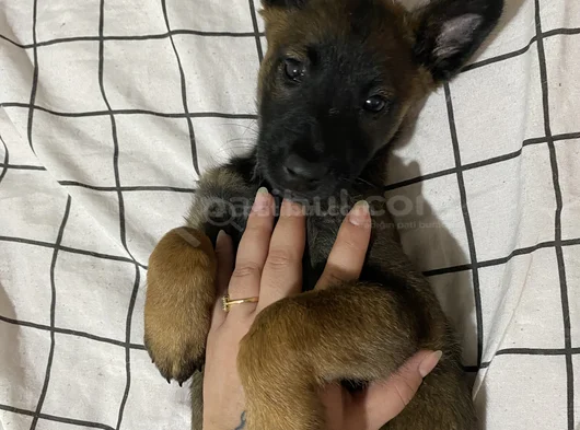 Safkan Belçika Malinois Yavrular görsel