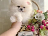 Teacup Di̇şi̇