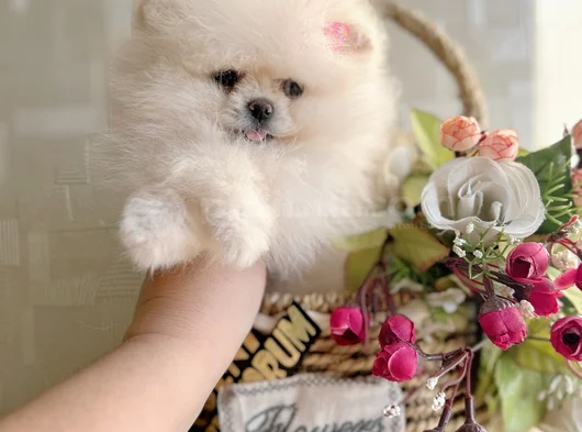 Teacup Di̇şi̇ görsel