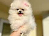 TEACUP DİŞİ