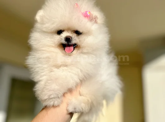 Teacup Di̇şi̇