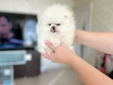 Teacup Di̇şi̇