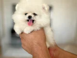 Teacup Di̇şi̇