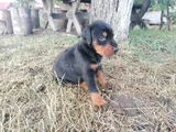 Kalitenin Zirvesi Doberman Yavrular