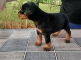 Kalitenin Zirvesi Doberman Yavrular