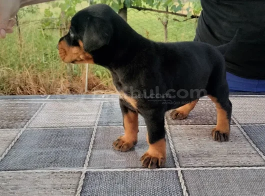 Kalitenin Zirvesi Doberman Yavrular görsel