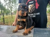 Kalitenin zirvesi doberman yavrular