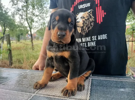 Kalitenin Zirvesi Doberman Yavrular