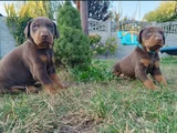 Kızıl Irkının En Özeli King Doberman Yavrular