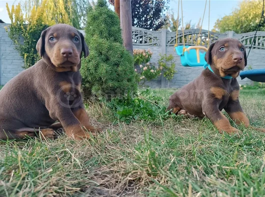 Kızıl Irkının En Özeli King Doberman Yavrular
