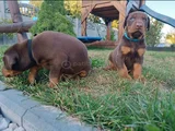 Kızıl Irkının En Özeli King Doberman Yavrular