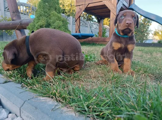 Kızıl Irkının En Özeli King Doberman Yavrular görsel
