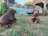 Kızıl Irkının En Özeli King Doberman Yavrular