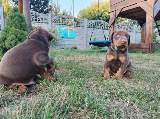 Kızıl Irkının En Özeli King Doberman Yavrular görsel
