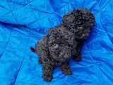 Siyah Inciler Irkın En Güzeli Toy Poodle Yavrular