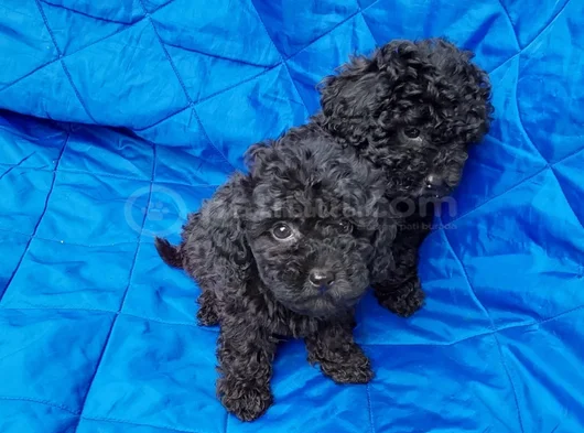 Siyah Inciler Irkın En Güzeli Toy Poodle Yavrular